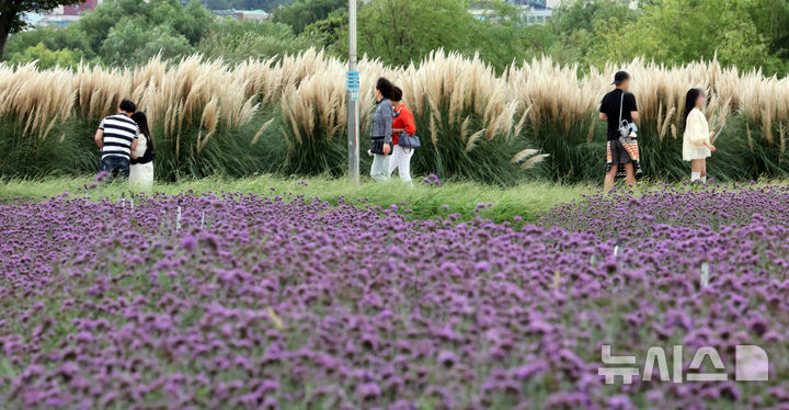  [부산=뉴시스] 하경민 기자 = 선선한 가을 날씨를 보인 18일 부산 강서구 대저생태공원을 찾은 시민들이 활짝 핀 버베나꽃과 팜파스그라스를 구경하고 있다. 2025.09.18. yulnetphoto@newsis.com