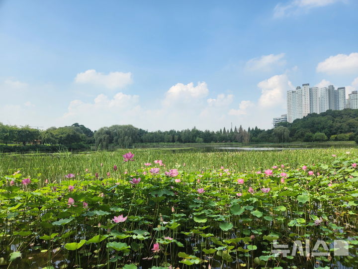 [고양=뉴시스] 호수변에 연꽃을 식재한 일산호수공원 풍경. (사진=고양시 제공) 2025.09.19. photo@newsis.com 