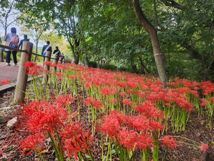 [함양=뉴시스] 서희원 기자= 19일 제20회 합양산삼축제가 개최되고 있는 가운데 함양 상림공원에서 꽂무릇이 활짝 피어 아름다움을 뽐내고 있다. 2025. 09. 19. shw1881@newsis.com&nbsp; *재판매 및 DB 금지