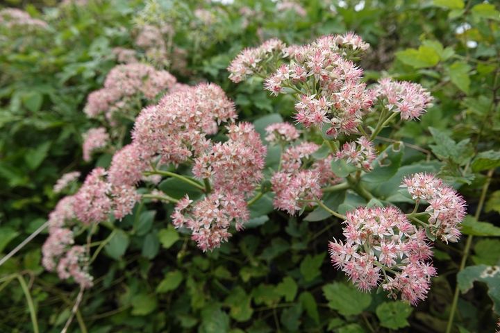  [청송=뉴시스] 주왕산 깃대종 '둥근잎꿩의비름' (사진=주왕산국립공원사무소 제공) 2025.09.19. photo@newsis.com *재판매 및 DB 금지