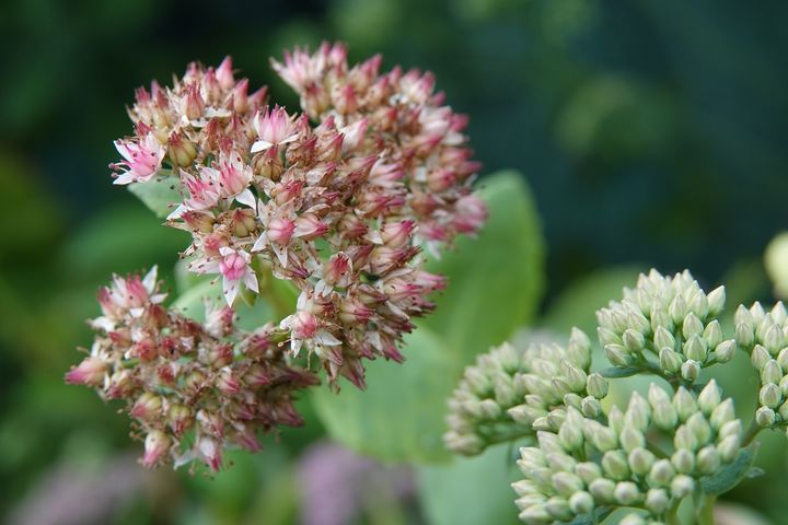 [청송=뉴시스] 주왕산 깃대종 '둥근잎꿩의비름' (사진=주왕산국립공원사무소 제공) 2025.09.19. photo@newsis.com *재판매 및 DB 금지