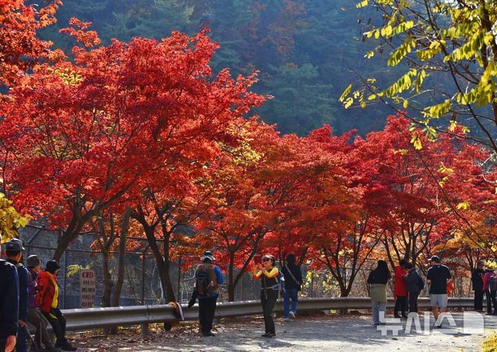 [안양=뉴시스]오는 11월 명칭 변경과 함께 전면 개방하는 '서울대 안양수목원' 가을단풍 전경. (사진=안양시 제공).2025.09.19. photo@newsis.com