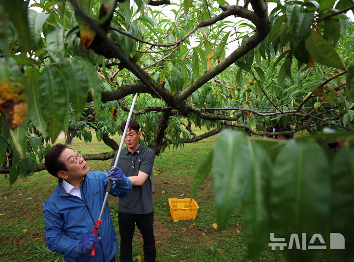 [세종=뉴시스] 고범준 기자 = 이재명 대통령이 16일 세종시 전동면 조일농원 복숭아 농장을 방문해 가지치기 체험을 하고 있다. (대통령실통신사진기자단) 2025.09.16. bjko@newsis.com