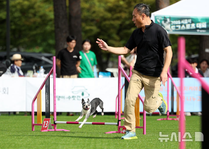 [서울=뉴시스] 조성우 기자 = 20일 서울 마포구 월드컵공원 평화광장에서 열린 제1회 서울 도그 스포츠 대회 어질리티 경기에서 견공이 장애물을 뛰어 넘고 있다. 2025.09.20. xconfind@newsis.com