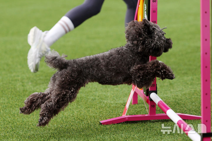 [서울=뉴시스] 조성우 기자 = 20일 서울 마포구 월드컵공원 평화광장에서 열린 제1회 서울 도그 스포츠 대회 어질리티 경기에 출전한 견공이 장애물을 뛰어 넘고 있다. 2025.09.20. xconfind@newsis.com