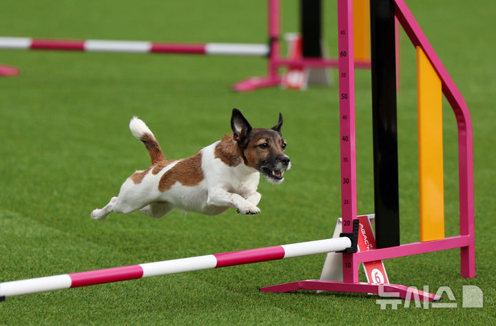 [서울=뉴시스] 조성우 기자 = 20일 서울 마포구 월드컵공원 평화광장에서 열린 제1회 서울 도그 스포츠 대회 어질리티 경기에 출전한 견공이 장애물을 뛰어 넘고 있다. 2025.09.20. xconfind@newsis.com