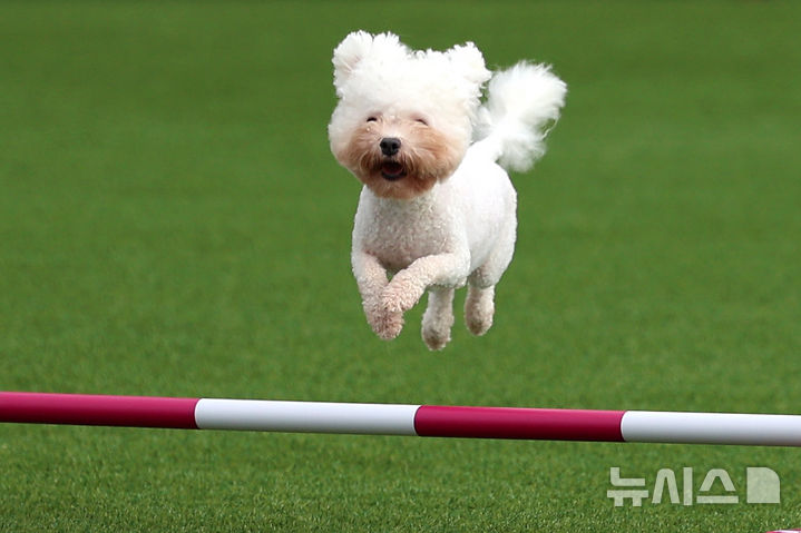 [서울=뉴시스] 조성우 기자 = 20일 서울 마포구 월드컵공원 평화광장에서 열린 제1회 서울 도그 스포츠 대회 어질리티 경기에 출전한 견공이 장애물을 뛰어 넘고 있다. 2025.09.20. xconfind@newsis.com