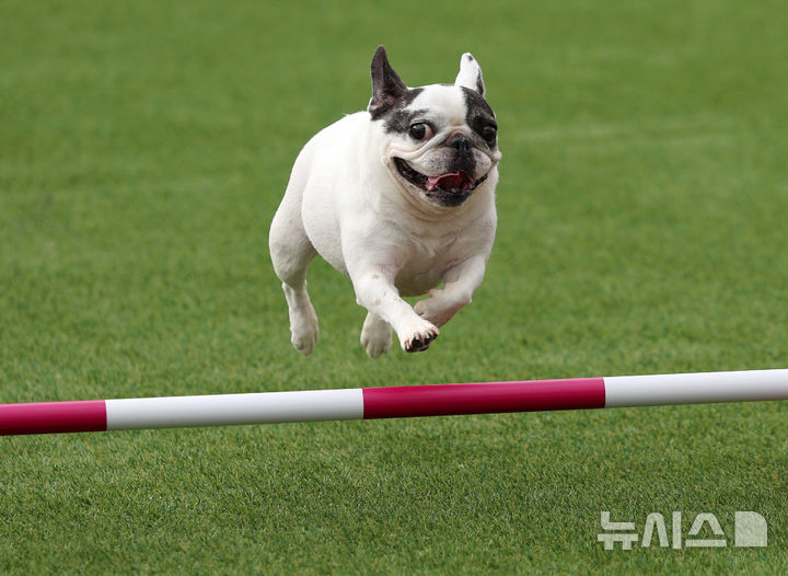 [서울=뉴시스] 조성우 기자 = 20일 서울 마포구 월드컵공원 평화광장에서 열린 제1회 서울 도그 스포츠 대회 어질리티 경기에 출전한 견공이 장애물을 뛰어 넘고 있다. 2025.09.20. xconfind@newsis.com