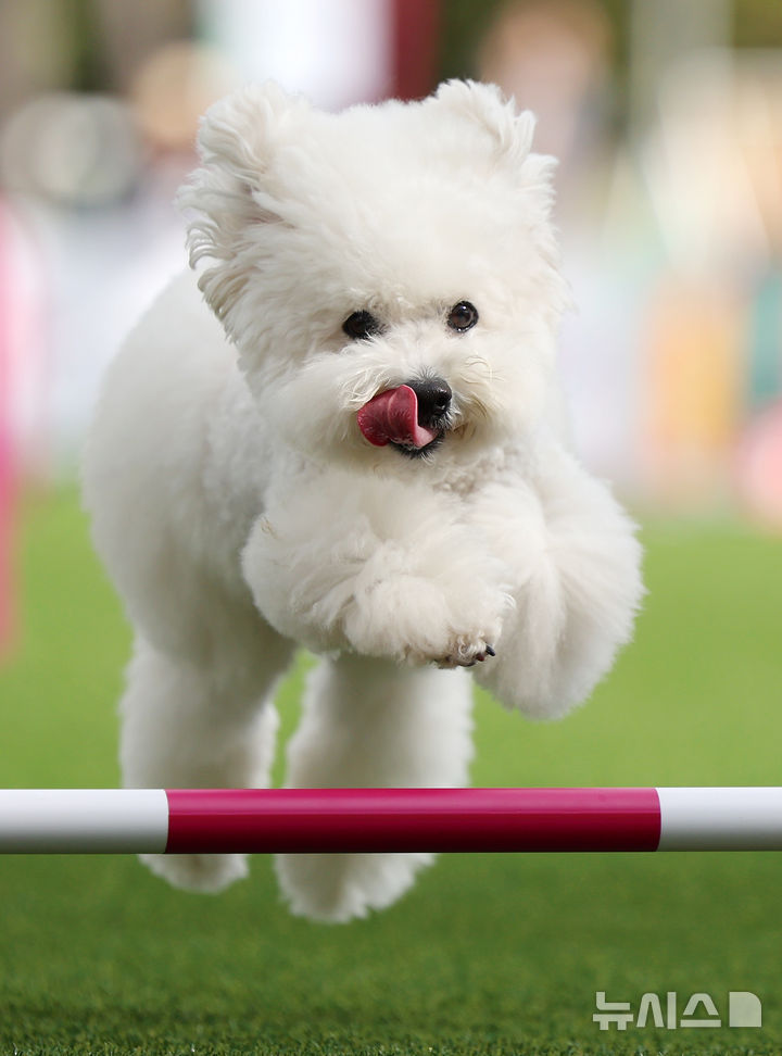 [서울=뉴시스] 조성우 기자 = 20일 서울 마포구 월드컵공원 평화광장에서 열린 제1회 서울 도그 스포츠 대회 어질리티 경기에 출전한 견공이 장애물을 뛰어 넘고 있다. 2025.09.20. xconfind@newsis.com