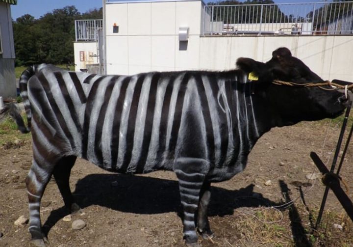 [서울=뉴시스] 일본 연구진이 소에 얼룩 무늬를 그리면 파리가 덜 달라붙는다는 연구 결과를 발표해 제35회 이그노벨상 생물학상을 수상했다. (사진 = NHK World 캡처) 2025.09.21. *재판매 및 DB 금지