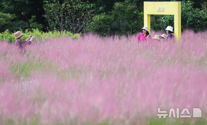 [서귀포=뉴시스] 우장호 기자 = 더위가 물러가고 가을 날씨를 보인 21일 오전 제주 서귀포시 남원면 휴애리 자연생활공원을 찾은 관람객들이 활짝 피어난 핑크뮬리를 감상하며 즐거운 시간을 보내고 있다. 2025.09.21. woo1223@newsis.com