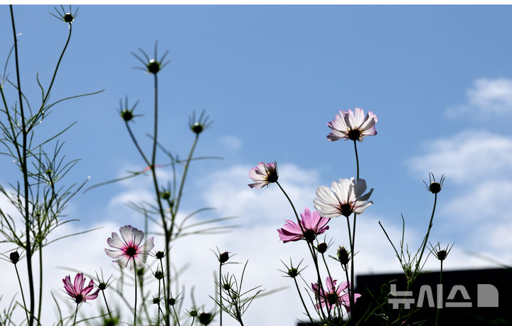 [서울=뉴시스] 김명원 기자 = 완연한 가을 날씨를 보인 21일 오전 서울 종로구 열린송현 녹지광장에 파란 가을하늘의 가을꽃들이 시민들을 유혹하고 있다. 2025.09.21. kmx1105@newsis.com