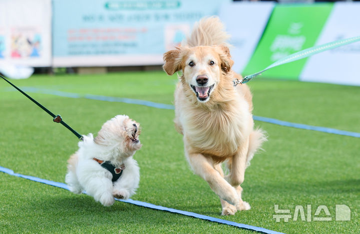 [서울=뉴시스] 황준선 기자 = 21일 서울 마포구 월드컵공원 평화광장에서 열린 제1회 도그 스포츠 대회 견공 올림픽에 참가한 반려견들이 경기를 치르고 있다. 2025.09.21. hwang@newsis.com