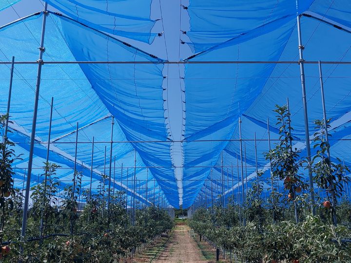  [의성=뉴시스] 경북 의성군이 특허출원한 '커튼형 햇빛차단망'. (사진=의성군 제공) 2025.09.22. photo@newsis.com *재판매 및 DB 금지