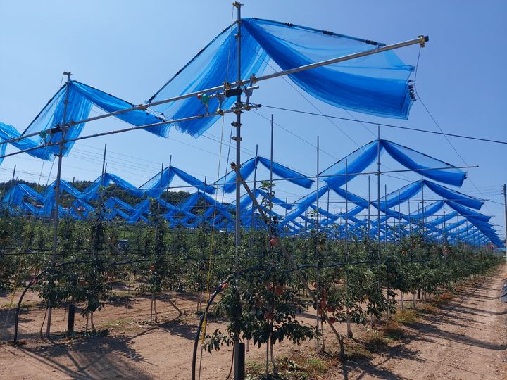 [의성=뉴시스] 경북 의성군이 특허출원한 '커튼형 햇빛차단망'. (사진=의성군 제공) 2025.09.22. photo@newsis.com *재판매 및 DB 금지