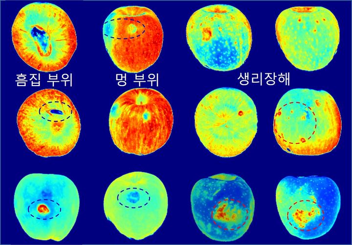 [세종=뉴시스] 농촌진흥청이 초분광 이미지를 활용해 사과 품종과 품질 특성을 신속·정확하게 분석할 수 있는 원천기술을 확보했다고 22일 밝혔다. (사진=농진청 제공) 2025.09.22. photo@newsis.com *재판매 및 DB 금지