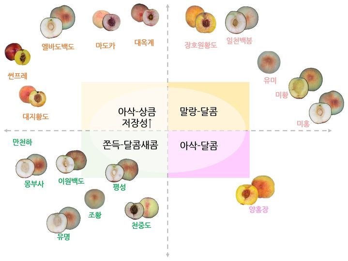 [세종=뉴시스] 농촌진흥청이 국내 유통 복숭아 품종의 맛과 품질 특성을 한눈에 파악할 수 있는 '복숭아 맛 지도'를 개발했다고 22일 밝혔다. (사진=농진청 제공) 2025.09.22. photo@newsis.com *재판매 및 DB 금지