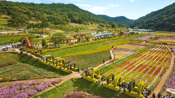 [화순=뉴시스] 전남 화순군은 다음달 17일부터 열흘간 화순 고인돌 유적지 일대에서 '2025 화순 고인돌 가을꽃 축제'를 개최한다고 22일 밝혔다. 고인돌 유적지 전경. (사진=화순군 제공) 2025.09.22. photo@newsis.com *재판매 및 DB 금지