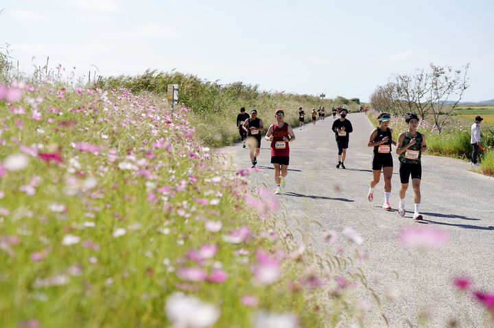 [서산=뉴시스] 지난해 9월29일 충남 서산 천수만 황금들녘에서 열린 마라톤대회에 참가한 선수들이 코스모스길을 따라 달리고 있다. (사진=서산시 제공) 2025.09.22. photo@newsis.com *재판매 및 DB 금지