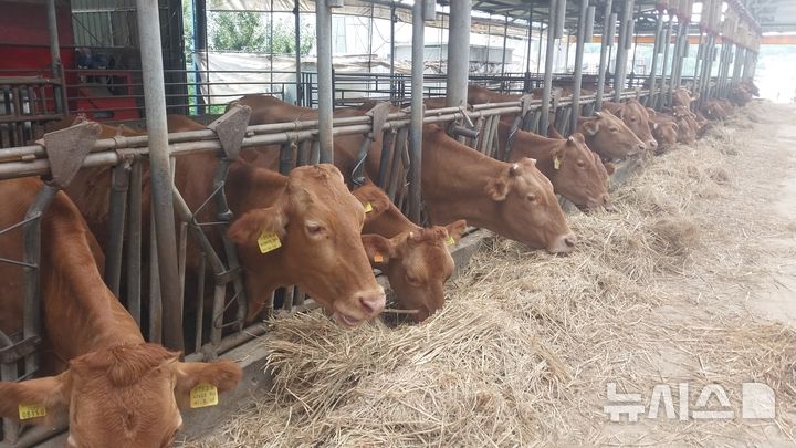 [안성=뉴시스] 저탄소 축산물 인증 농가 모습(사진=안성시 제공) 2025.09.22.photo@newsis.com