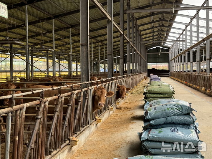 [포항=뉴시스] 송종욱 기자 = 포항시는 지역 모든 농가를 대상으로 다음 달 1일까지 배합 사료 구매비 지원 신청을 받고 있다. 사진은 축사 모습. (사진=포항시 제공) 2025.09.22. photo@newsis.com