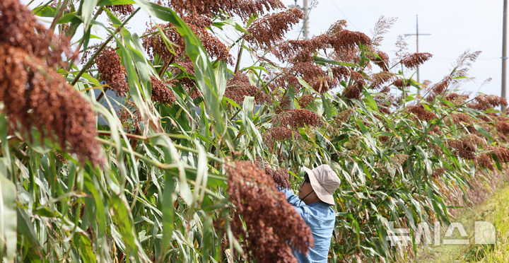 전북 한낮 23~26도 '가끔 구름'…식중독지수 심각