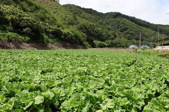 [서울=뉴시스] CJ제일제당 '그린로즈' 재배지 전경.(사진=CJ제일제당 제공) *재판매 및 DB 금지