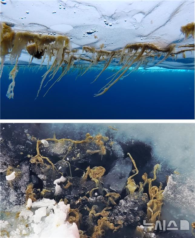 [서울=뉴시스] 북극 해빙 바닥에 붙어 있는 해빙미세조류(위)와 해빙이 녹은 후 바다로 떨어져 나간 해빙미세조류(아래).