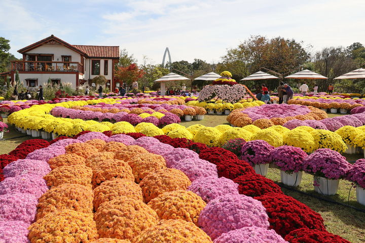 [임실=뉴시스] 임실 옥정호 붕어섬생태공원 내 국화꽃 풍경. *재판매 및 DB 금지
