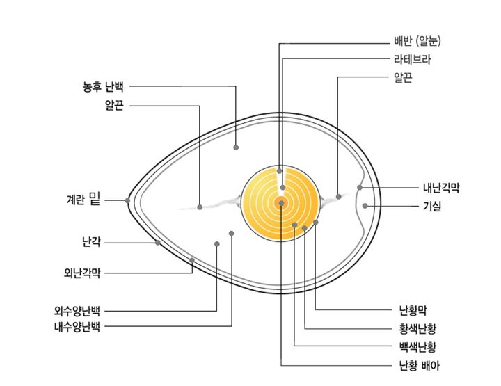 [서울=뉴시스] 23일 식약처에 따르면 달걀은 수분(76%), 단백질(12.6%), 지질(9%) 등이 포함된 영양가 높은 식품이다. 간혹 달걀 껍질 색이 다르면 영양가도 다르다고 생각하지만, 이는 사실이 아니다. 껍질 색은 닭의 품종에 따라 결정되며 영양가와는 무관하다. (사진=식약처 제공) 2025.09.23. photo@newsis.com *재판매 및 DB 금지