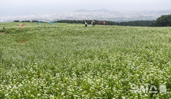 [제주=뉴시스] 우장호 기자 = 절기상 추분인 23일 오전 제주시 오라동 메밀꽃밭을 찾은 관광객들이 막 피기 시작한 메밀꽃을 감상하며 선선해진 가을 날씨를 만끽하고 있다. 2025.09.23. woo1223@newsis.com