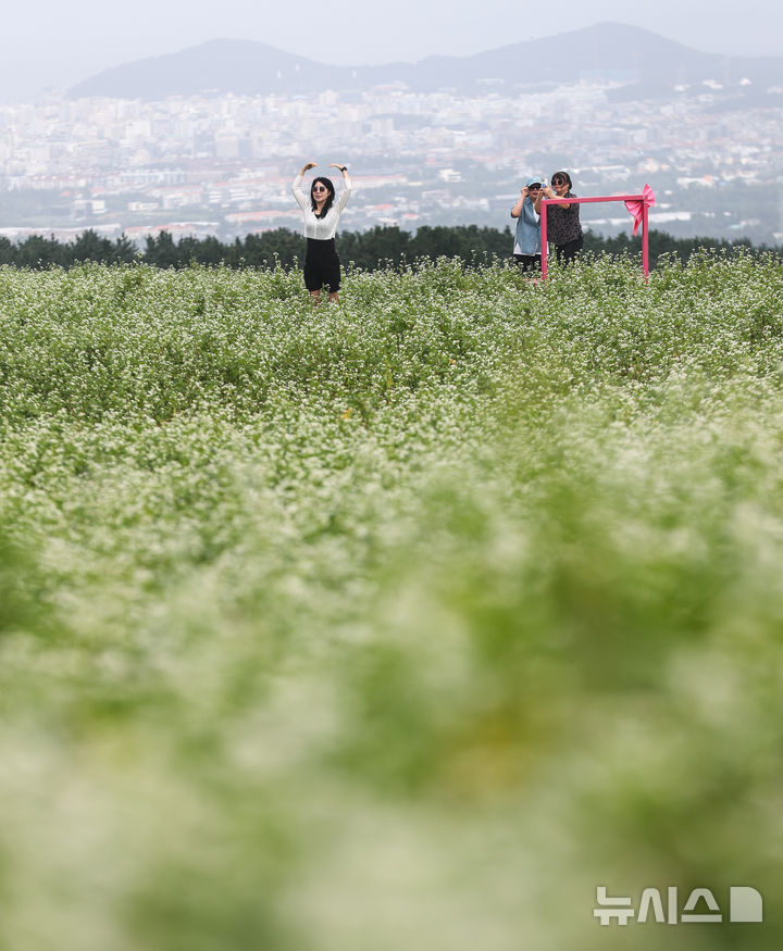 [제주=뉴시스] 우장호 기자 = 절기상 추분인 23일 오전 제주시 오라동 메밀꽃밭을 찾은 관광객들이 막 피기 시작한 메밀꽃을 감상하며 선선해진 가을 날씨를 만끽하고 있다. 2025.09.23. woo1223@newsis.com