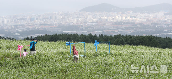 [제주=뉴시스] 우장호 기자 = 절기상 추분인 23일 오전 제주시 오라동 메밀꽃밭을 찾은 관광객들이 막 피기 시작한 메밀꽃을 감상하며 선선해진 가을 날씨를 만끽하고 있다. 2025.09.23. woo1223@newsis.com