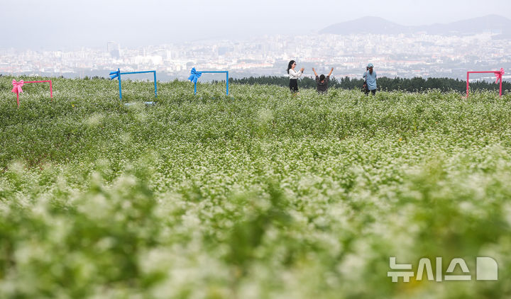 [제주=뉴시스] 우장호 기자 = 절기상 추분인 23일 오전 제주시 오라동 메밀꽃밭을 찾은 관광객들이 막 피기 시작한 메밀꽃을 감상하며 선선해진 가을 날씨를 만끽하고 있다. 2025.09.23. woo1223@newsis.com