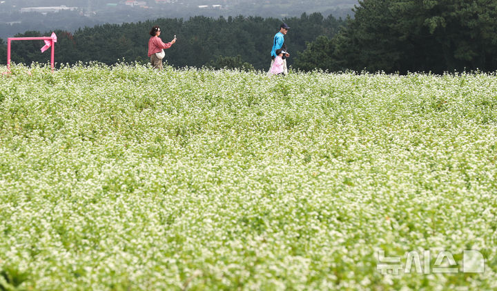 [제주=뉴시스] 우장호 기자 = 절기상 추분인 23일 오전 제주시 오라동 메밀꽃밭을 찾은 관광객들이 막 피기 시작한 메밀꽃을 감상하며 선선해진 가을 날씨를 만끽하고 있다. 2025.09.23. woo1223@newsis.com
