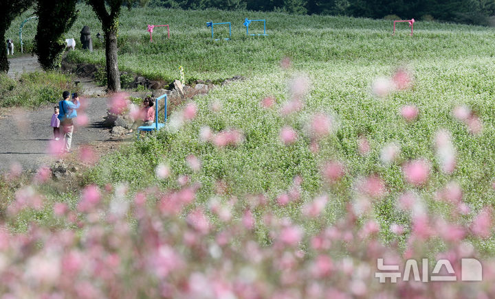 [제주=뉴시스] 우장호 기자 = 절기상 추분인 23일 오전 제주시 오라동 메밀꽃밭을 찾은 관광객들이 막 피기 시작한 메밀꽃을 감상하며 선선해진 가을 날씨를 만끽하고 있다. 2025.09.23. woo1223@newsis.com
