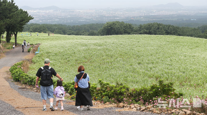 [제주=뉴시스] 우장호 기자 = 절기상 추분인 23일 오전 제주시 오라동 메밀꽃밭을 찾은 관광객들이 막 피기 시작한 메밀꽃을 감상하며 선선해진 가을 날씨를 만끽하고 있다. 2025.09.23. woo1223@newsis.com