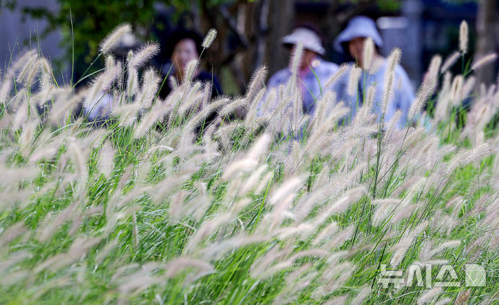 [대구=뉴시스] 이무열 기자 = 절기상 추분인 23일 대구 수성구 수성못을 찾은 시민들이 수크령이 핀 산책로를 걷고 있다. 2025.09.23. lmy@newsis.com