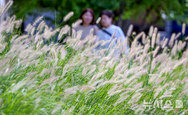 [대구=뉴시스] 이무열 기자 = 절기상 추분인 23일 대구 수성구 수성못을 찾은 시민들이 수크령이 핀 산책로를 걷고 있다. 2025.09.23. lmy@newsis.com