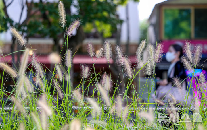 [대구=뉴시스] 이무열 기자 = 절기상 추분인 23일 대구 수성구 수성못을 찾은 한 시민이 수크령이 핀 산책로를 걷고 있다. 2025.09.23. lmy@newsis.com