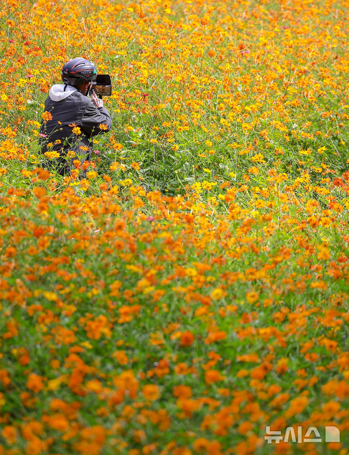 [서울=뉴시스] 정병혁 기자 = 절기상 추분인 23일 서울 송파구 올림픽공원 들꽃마루를 찾은 시민들이 황화코스모스를 바라보며 가을 정취를 만끽하고 있다. 2025.09.23. jhope@newsis.com