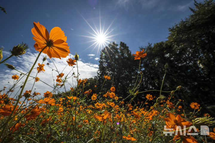 [서울=뉴시스] 정병혁 기자 = 절기상 추분인 23일 서울 송파구 올림픽공원 들꽃마루에 황화코스모스가 활짝 피어있다. 2025.09.23. jhope@newsis.com