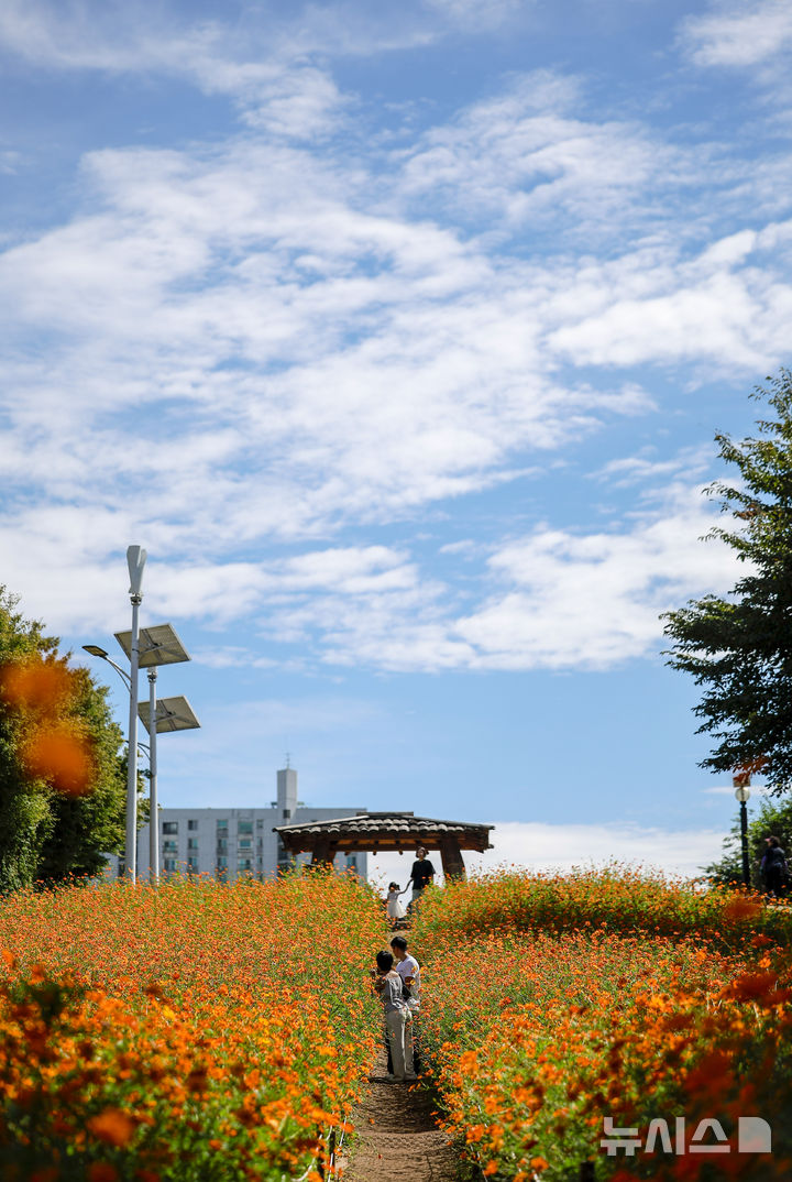 [서울=뉴시스] 정병혁 기자 = 절기상 추분인 23일 서울 송파구 올림픽공원 들꽃마루에 핀 황화코스모스 위로 파란 하늘이 펼쳐져 있다. 2025.09.23. jhope@newsis.com