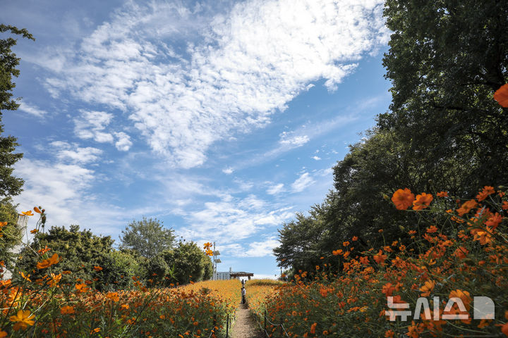 [서울=뉴시스] 정병혁 기자 = 절기상 추분인 23일 서울 송파구 올림픽공원 들꽃마루에 핀 황화코스모스 위로 파란 하늘이 펼쳐져 있다. 2025.09.23. jhope@newsis.com
