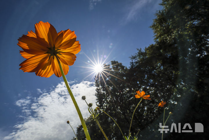 [서울=뉴시스] 정병혁 기자 = 절기상 추분인 23일 서울 송파구 올림픽공원 들꽃마루에 황화코스모스가 활짝 피어있다. 2025.09.23. jhope@newsis.com