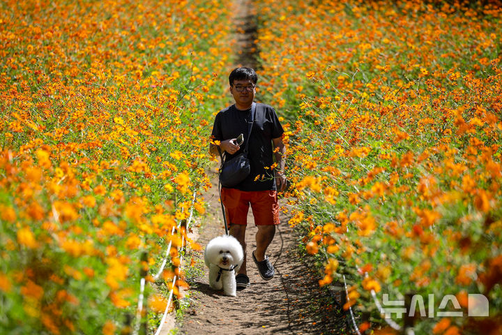 [서울=뉴시스] 정병혁 기자 = 절기상 추분인 23일 서울 송파구 올림픽공원 들꽃마루를 찾은 시민들이 황화코스모스를 바라보며 가을 정취를 만끽하고 있다. 2025.09.23. jhope@newsis.com