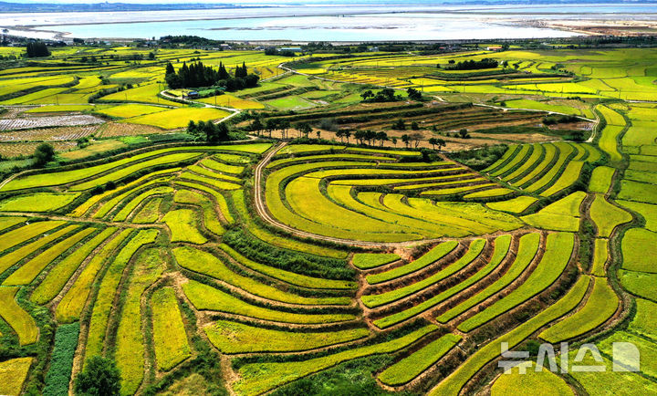 [평택=뉴시스] 김종택 기자 = 절기상 추분인 23일 경기 평택시 현덕면 구불구불한 다랑이 논에 수확을 앞둔 벼가 황금빛으로 물들어 있다. 2025.09.23. jtk@newsis.com