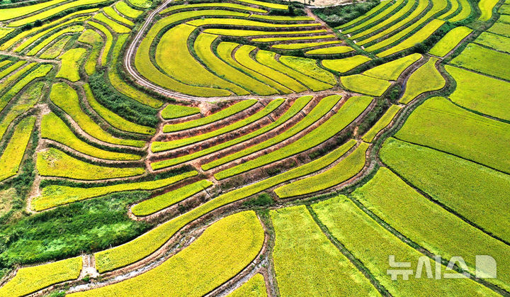 [평택=뉴시스] 김종택 기자 = 사진은 지난 9월 23일 경기 평택시 현덕면 구불구불한 다랑이 논에 수확을 앞둔 벼가 황금빛으로 물들어 있는 모습. 2025.09.23. jtk@newsis.com