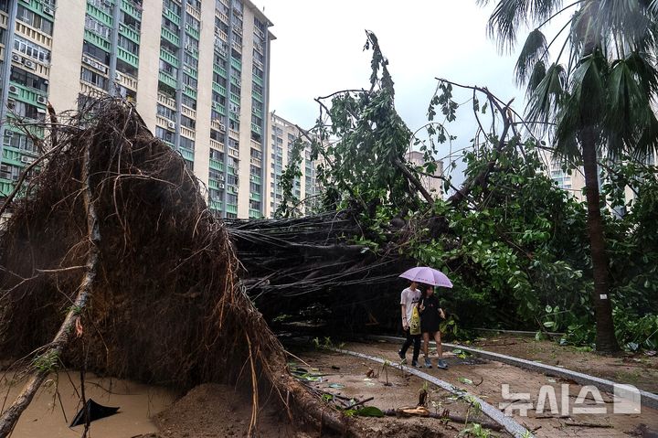 [AP/뉴시스] 24일 태풍 라가사가 남쪽으로 접근하면서 홍콩 호만틴 지역의 공원에 나무가 뿌리뽑혀 있다 