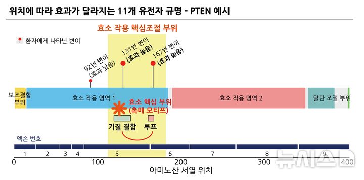 [서울=뉴시스] 변이 위치에 따라 증상이 달라지는 PTEN 유전자 예시. 효소 핵심 기능 부위인 131번과 167번에서 변이가 있을 경우 타 부위에서 발생한 변이보다 증상이 심하다. (사진= 분당서울대병원 제공)